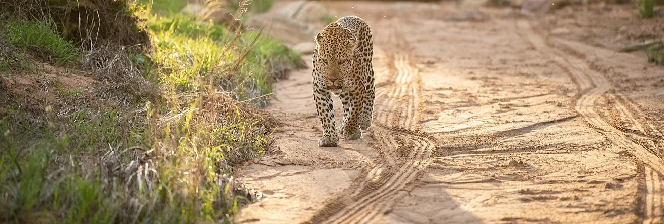 Leopard are among the big cats seen at Kapama Game Reserve, South Africa