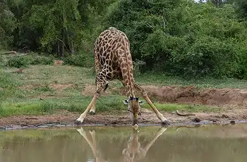 Giraffe drinking, Kapama Game Reserve