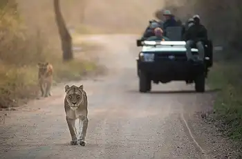Lioness seen on a game drive at Kapama