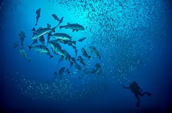 Scuba Diving is an activity at White Pearl Resort