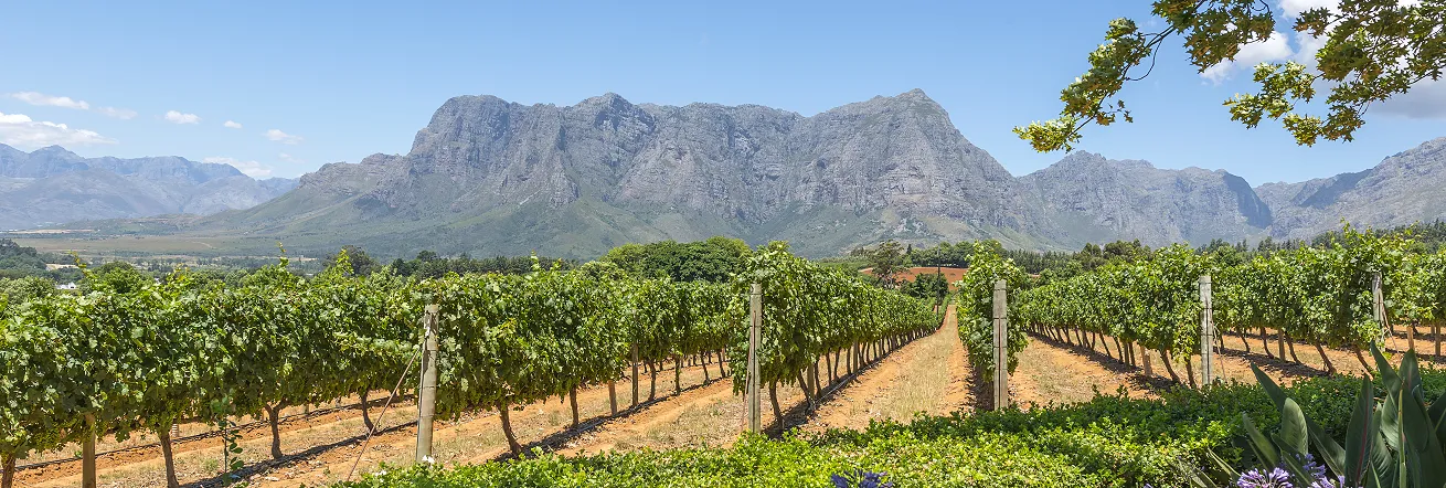 Cape Wine Country, South Africa