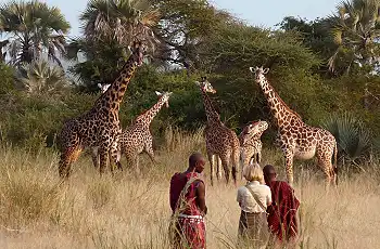 Walking amongst giraffe, Tarangire National Park, Tanzania
