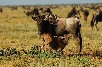 Wildebeest in Serengeti, near Mwiba Lodge