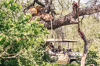 Lions resting in a tree near Mwiba Lodge, Serengeti