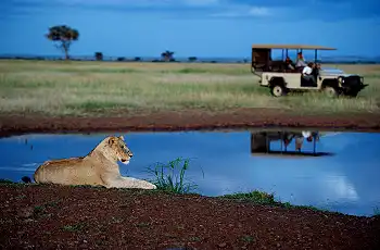 Lioness on safari, Serenegti
