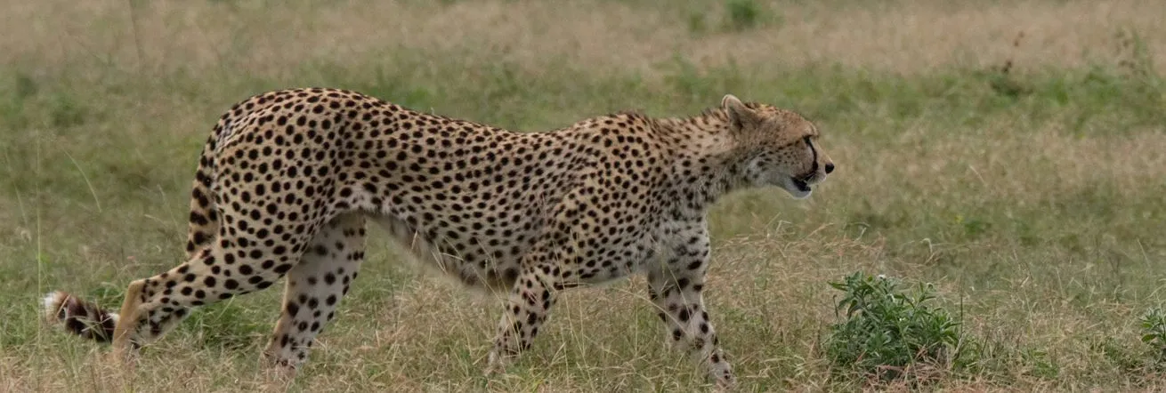 Cheetah on the hunt, Serengeti, Tanzania