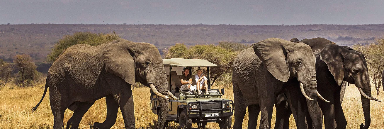 Bull elephants, Serengeti, Tanzania