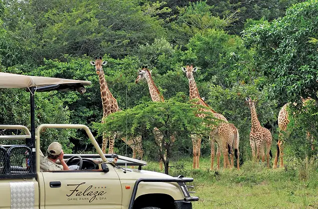 Game drives at Falaza