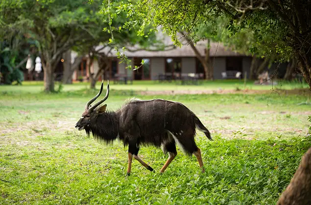 Wildlife often wanders through camp