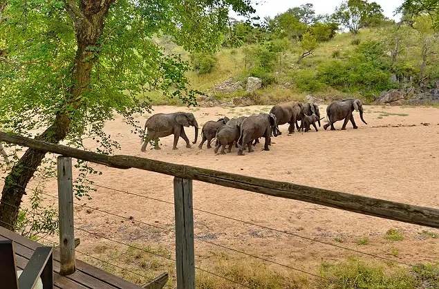 Elephant sighting from Rhino Post Safari Lodge