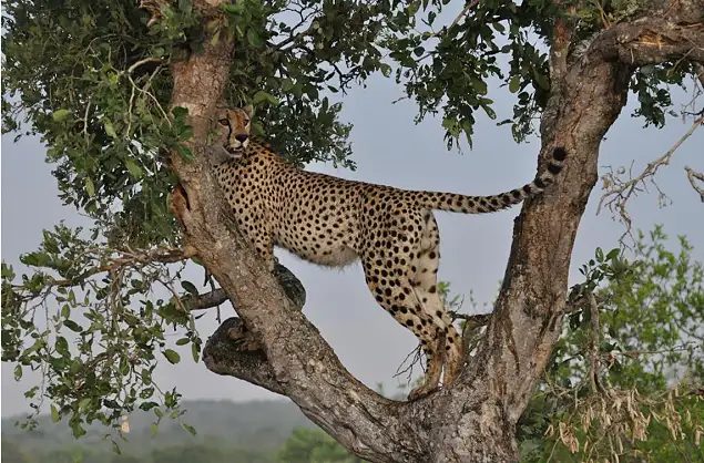 Cheetah sighting on safari in the Kruger National Park