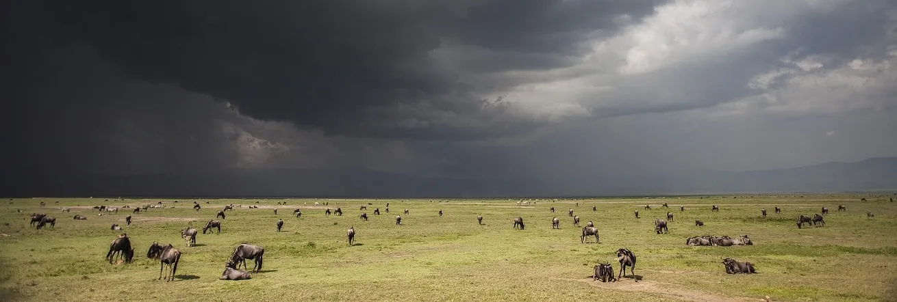 Abundance of wildlife within the Ngorongoro Crater