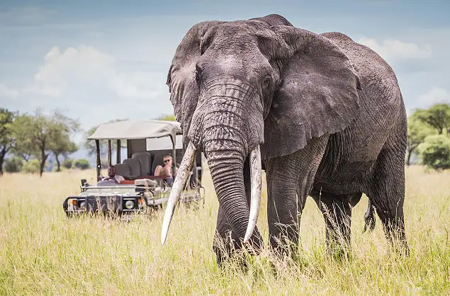Large bull elephant, game drive, Little Chem Chem, Tanzania