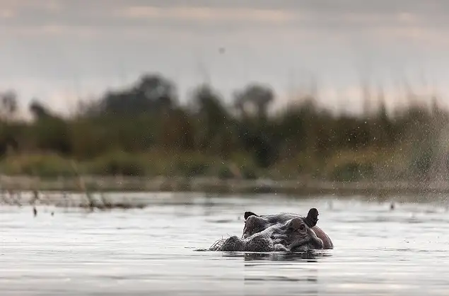 Hippo are abundant in the waters of northern Botswana