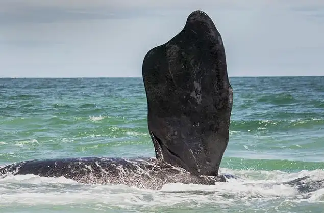 Southern Right Whales close to Hermanus during July - October