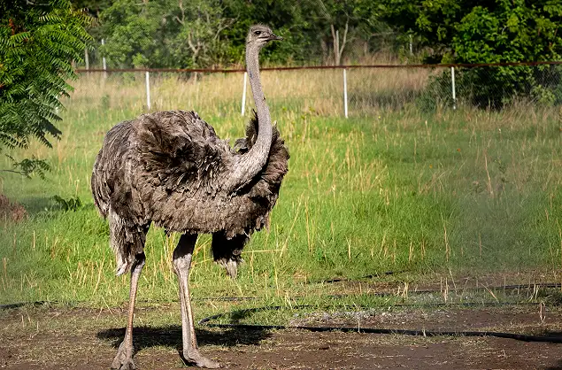 Learn all about the largest bird the ostrich