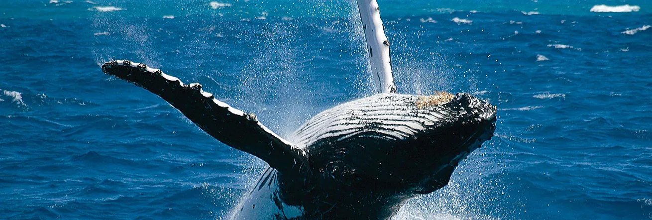 Whale breaching just off the Hermanus coastline