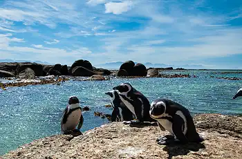 Penguins at Boulders Bay