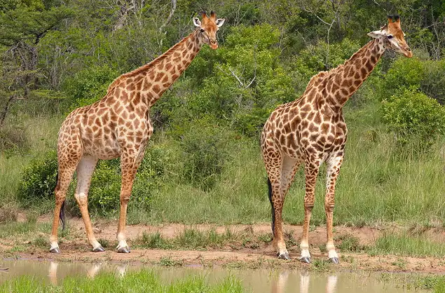 Giraffe sighting near a waterhole in the Kruger