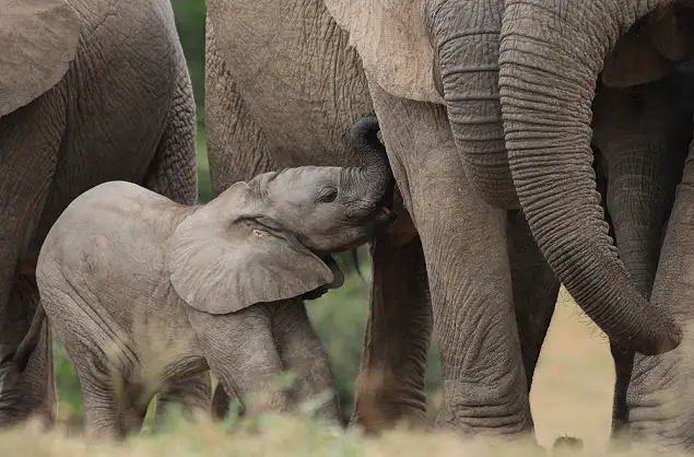 Elephants in the Kruger National Park