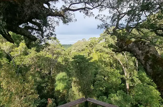Beautiful views through the treetops in the Tsitsikamma forests