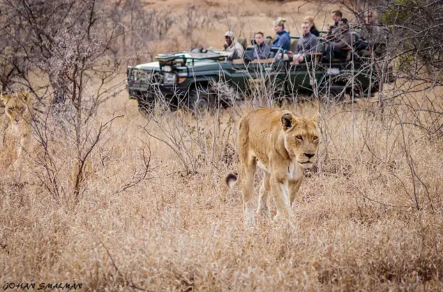 Lion sighting on safari at Shindzela