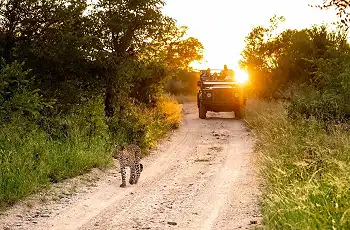 Leopard sighting, Singita, South Africa