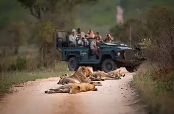 Excellent game viewing, Singita, South Africa