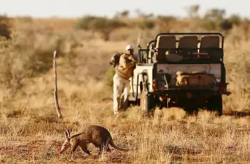 Rare animals like antbear are seen regularly at Tswalu