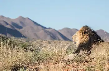 Lion are among the predators at Tswalu