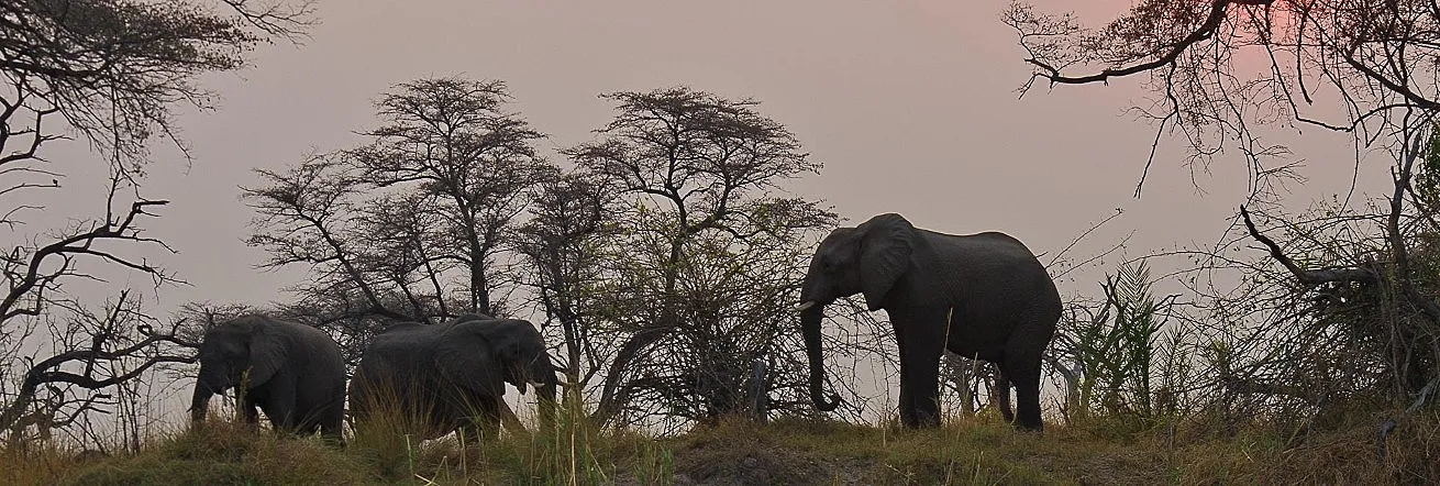 Elephants are in abundance in northern Botswana