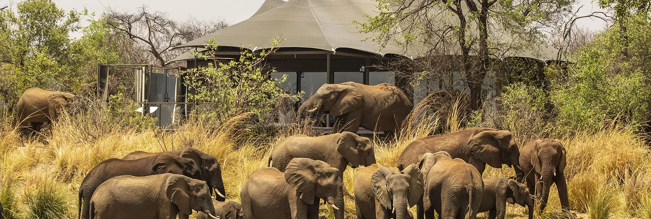 Elephants in front of Little Vumbura, Okavango delta, Botswana