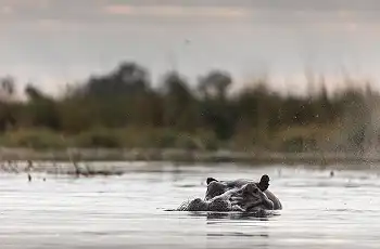 Hippo are among the big game species in the Okavango Delta