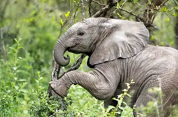 Singita is home to the Big 5 that includes elephant