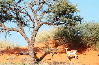 Camelthorn Kalahari Lodge Game Drive