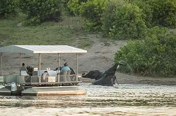 Game viewing along the Chobe River