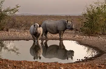 Game Viewing in Etosha