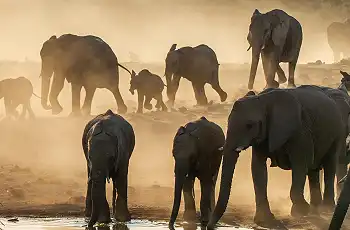Elephants in Etosha