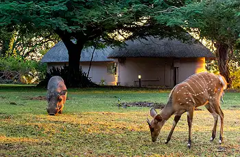 Garden view at Chobe Safari Lodge