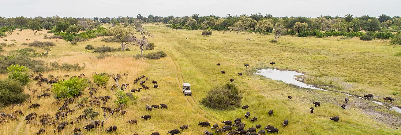 Buffalo sighting near the airstrip at Camp Xaxanaka