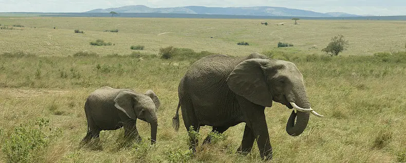 4 Day Kenya Safari - Masai Mara