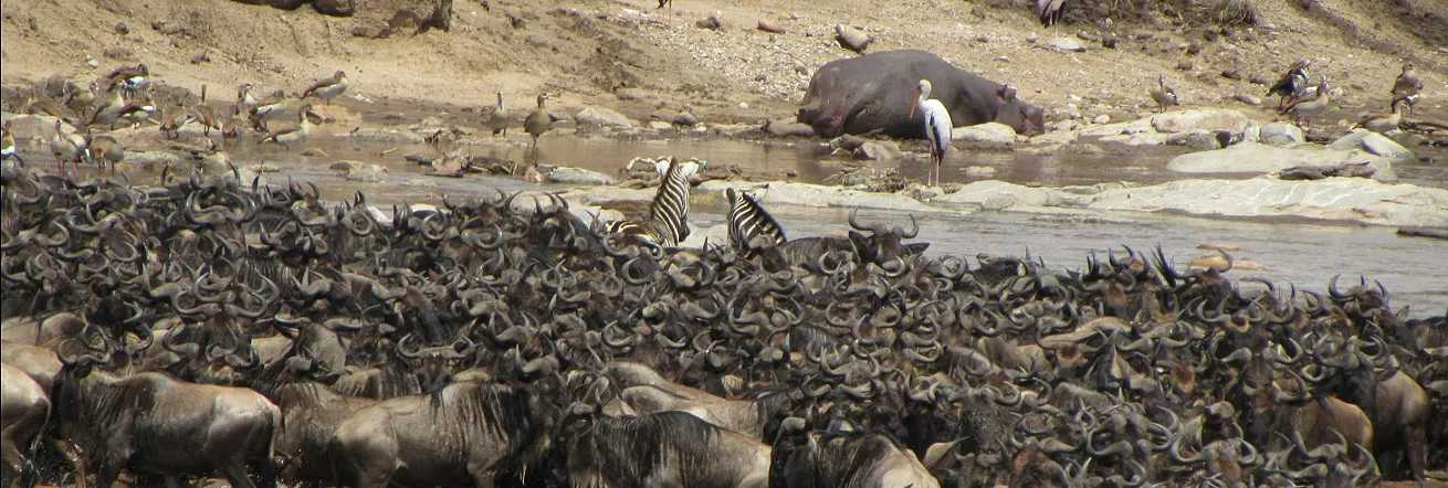 The annual wildebeest migration through the Mara River