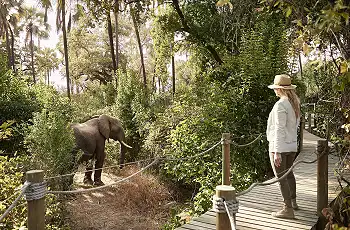 Wildlife in camp at Victoria Falls River Lodge