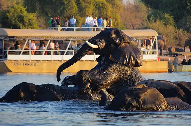 Safari boat cruise along the Chobe River