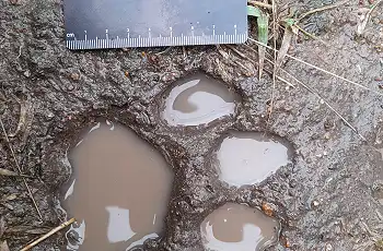 A big cat's tracks - Credit to Alex Shapiro, Lowveld Trails