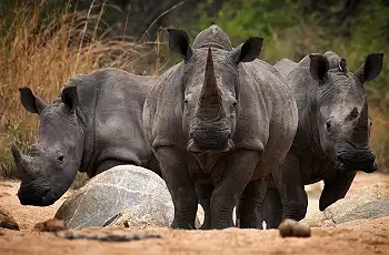 Rhino sighting after tracking them successfully - Credit to Alex Shapiro, Lowveld Trails