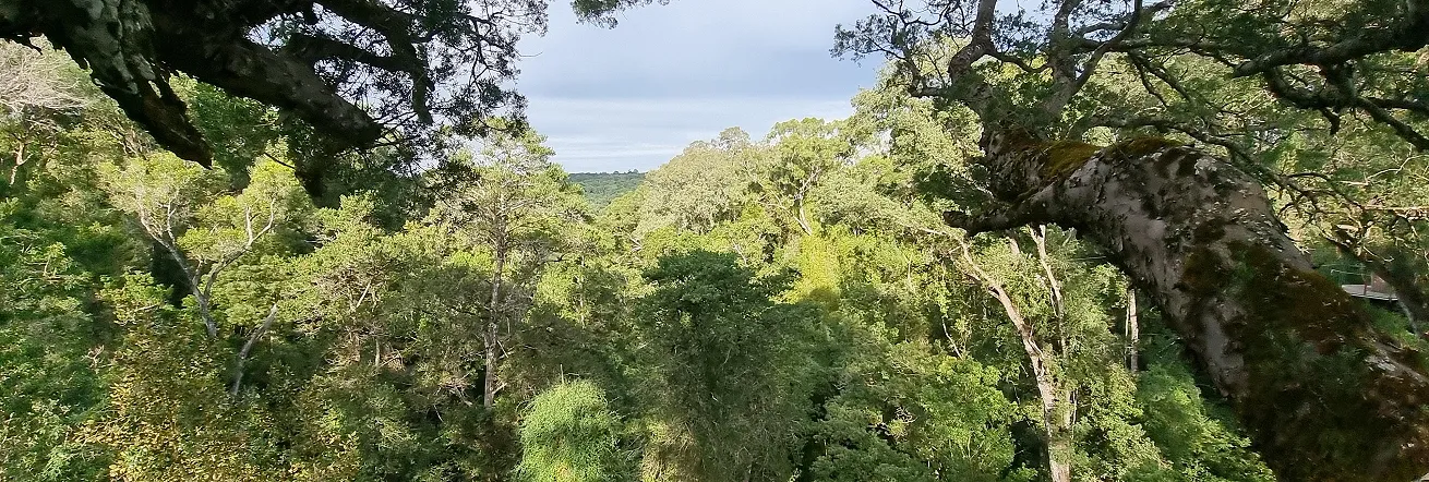 Views of the Tsitsikamma forests