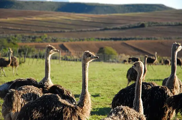 Visit an ostrich farm in the Oudsthoorn area