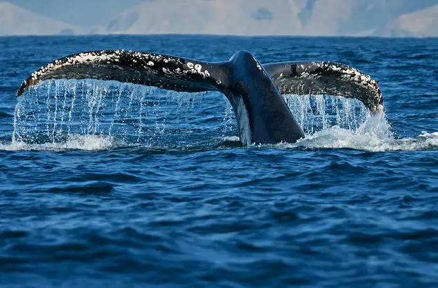 A humpback whale off the coast of Hermanus