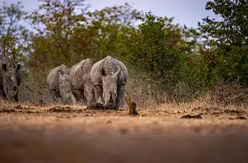 Rhino sighting in the Malilangwe Wildlife Reserve 
